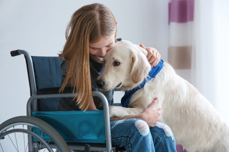 A young girl sits in a wheel chair in a room. She is hugging a yellow labrador (dog) who has climbed up on her lap with its front paws.