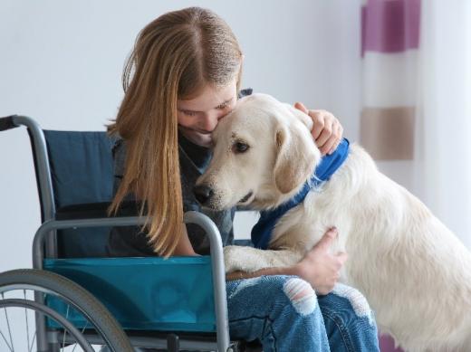 A young girl sits in a wheel chair in a room. She is hugging a yellow labrador (dog) who has climbed up on her lap with its front paws.